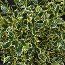 ILEX aquifolium 'Argentea Marginata' 