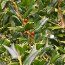 ILEX cornuta  