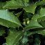 ILEX opaca  