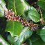 ILEX perado subsp. azorica 