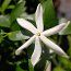 JASMINUM nitidum   