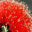 KUNZEA baxteri  