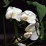 LATHYRUS latifolius 'White Pearl' 
