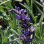 LAVANDULA angustifolia 'Royal Purple' 
