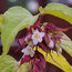 LEYCESTERIA formosa 'Golden Lanterns' 