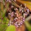 LIMONIUM coriarium  