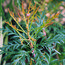 LOMATIA silaifolia  