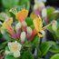 LONICERA crassifolia  