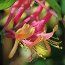 LONICERA x heckrottii 'Gold Flame' 