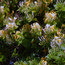 LONICERA japonica 'Halliana' 