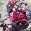 LOROPETALUM chinense var rubrum 'Pearl'