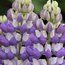 LUPINUS Herbaceous 'The Governor' 
