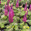LUPINUS Herbaceous 'Masterpiece' 