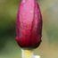 MAGNOLIA 'A.E. Bold'  