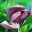 MAGNOLIA 'Antje Zandee'  