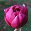 MAGNOLIA 'Black Tulip'  