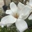 MAGNOLIA denudata 'Ghost Ship' 