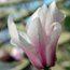 MAGNOLIA 'Shirley’s Perfume'  