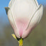MAGNOLIA 'Spring Rite'  