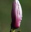 MAGNOLIA 'Todd’s Forty Niner'  