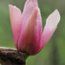 MAGNOLIA 'Vairano'  