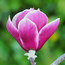 MAGNOLIA 'Venus'  