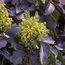MAHONIA aquifolium 'Apollo' 