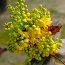 MAHONIA aquifolium  