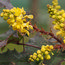MAHONIA x wagneri 'Pinnacle' 