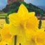 DAFFODILS 'Cornish Gold'  