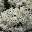 OLEARIA cheesemanii  