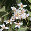 OLEARIA x oleifolia 'Waikariensis' 