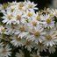 OLEARIA x scilloniensis  