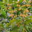 OSMANTHUS fragrans f.aurantiacus  