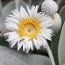 PACHYSTEGIA insignis  
