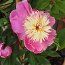PAEONIA 'Bowl of Beauty'  
