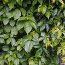 PARTHENOCISSUS quinquefolia  
