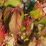 PARTHENOCISSUS tricuspidata 'Veitchii' 