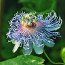 PASSIFLORA 'Cooltropics Eia Popeia'  