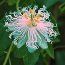 PASSIFLORA 'Cooltropics Snowstar'  
