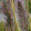 PENNISETUM alopecuroides 'Hameln' 