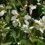 PHILADELPHUS 'Mont Blanc'  