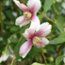 PHILADELPHUS 'Petite Perfume Pink'  