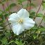 PHILADELPHUS 'Petite Perfume White'  