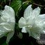 Philadelphus belle etoile