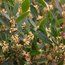 PHILLYREA angustifolia  