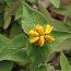 PHLOMIS bourgaei  