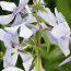 PHLOX divaricata 'Clouds of Perfume' 