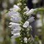 PHYSOSTEGIA virginiana 'Summer Snow' 
