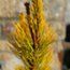 PINUS mugo 'Carsten's Wintergold' 